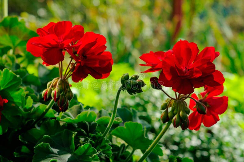 Beautiful geranium flowers stock image. Image of beautiful 233743783
