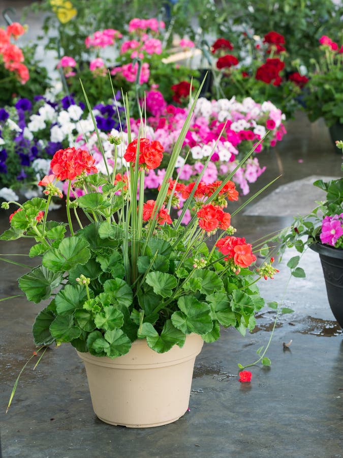 Beautiful Geranium Flowers in Planters Stock Image Image of gardening