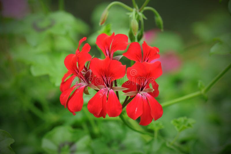 Beautiful Geraniums Flower in Nature Stock Image Image of garden