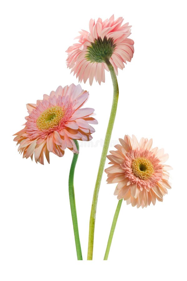 Beautiful gerberas flower with copy space.