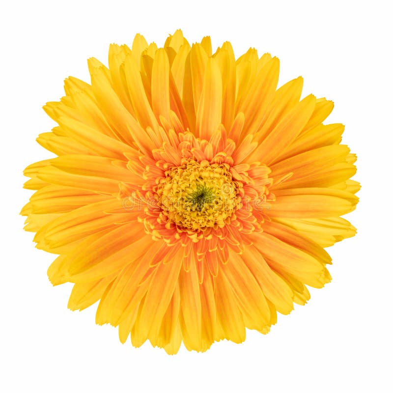 Beautiful Gerbera Daisy Flower Greeting Card for Mother or Womans Day Background. Top View