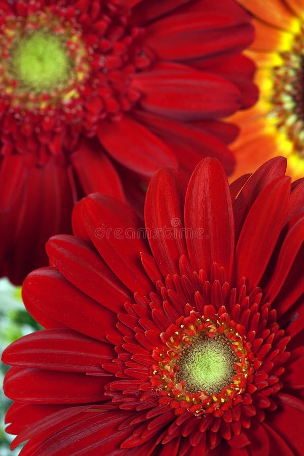 Beautiful Gerbera Daisy Flower Greeting Card for Mother or Womans Day Background. Top View