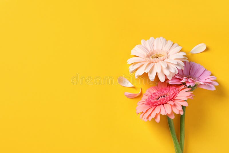 Beautiful Flowers with More Petals Yellow Color Flowers Royalty Free