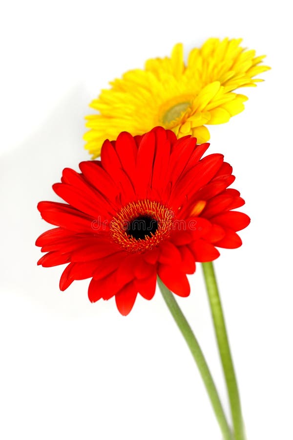 Beautiful gerberas