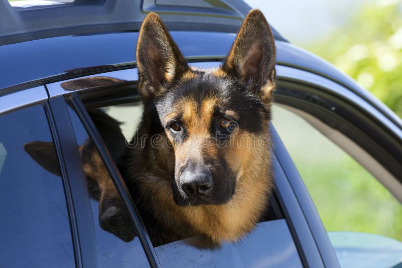 Beautiful German Shepherd in the Car Stock Image - Image of window ...