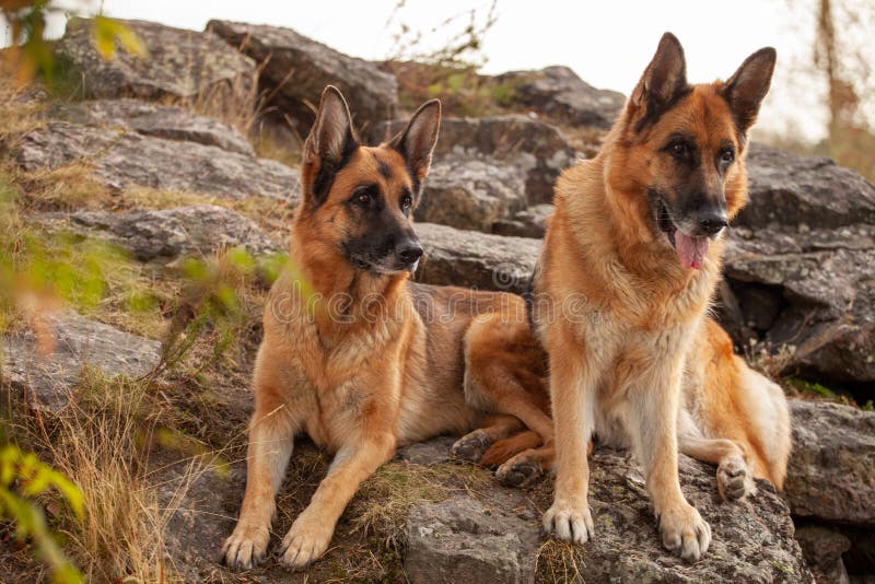 Beautiful German Shepherd Outdoors In Summer Stock Photo Image Of