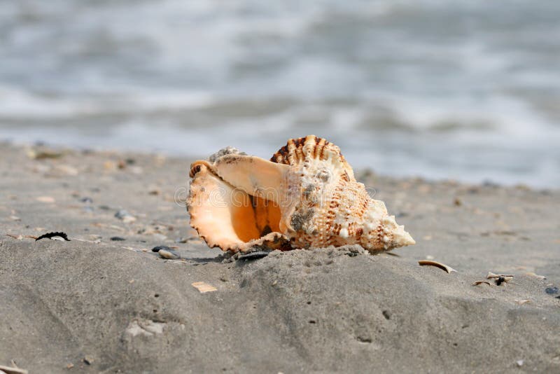 A beautiful giant sea shell
