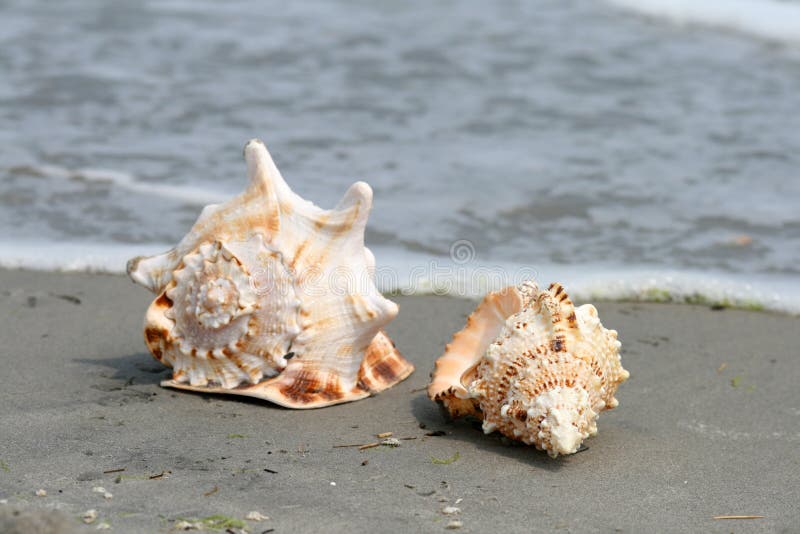 Beautiful giant sea shells