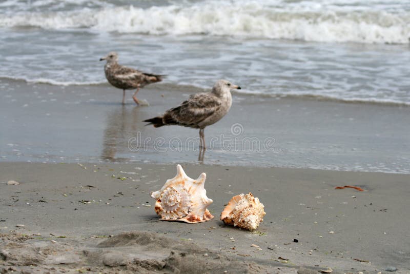 Beautiful giant sea shells