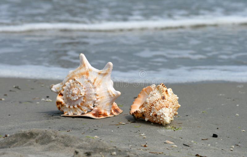 Beautiful giant sea shells