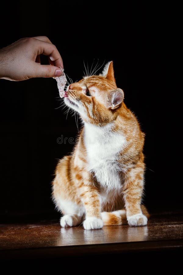 Beautiful Ginger Cat Eating with Hands Stock Photo Image of food
