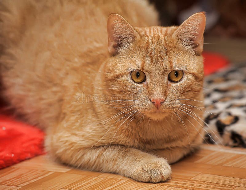 Ginger Cat with Orange Eyes Stock Photo Image of kitten, feline