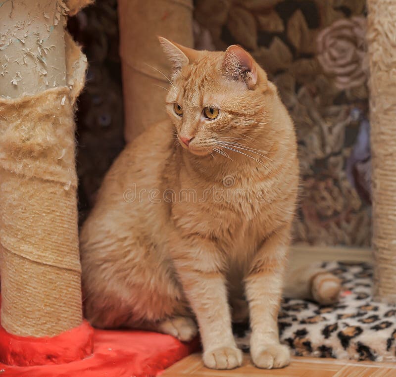 Ginger Cat with Orange Eyes Stock Photo Image of kitten, feline