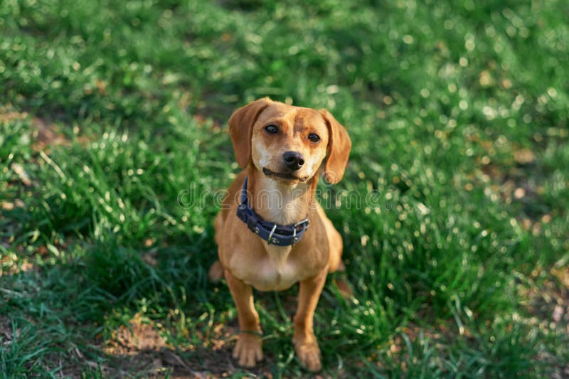 Beautiful Ginger Dog Sitting in the Garden at the Sunset Looking at the