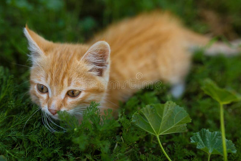 Beautiful Ginger Kitten on Green Grass. Cute Kitten in the Park Stock