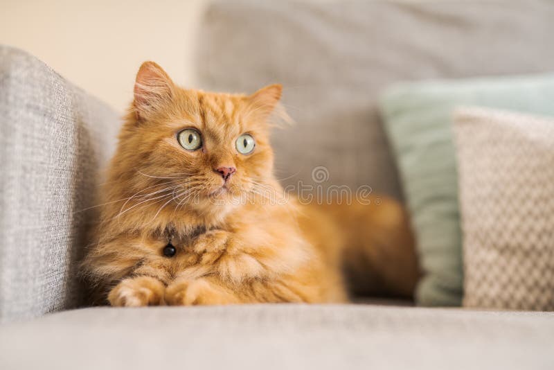227,086 Hair Cat Stock Photos - Free & Royalty-Free Stock Photos from Dreamstime 227,086 Hair Cat Stock Photos - Free & Royalty-Free Stock Photos from Dreamstime