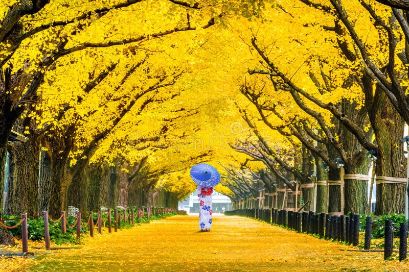 Beautiful girl wearing japanese traditional kimono at row of yellow ginkgo tree in autumn. Autumn park in Tokyo, Japan