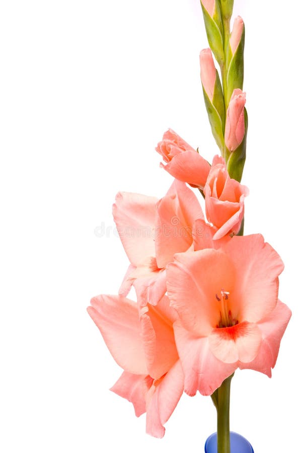 Beautiful gladiolus.