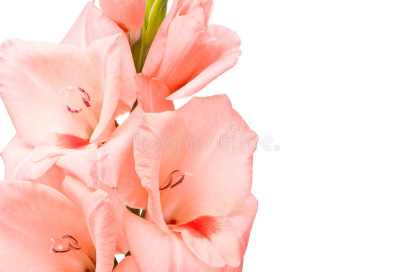 Beautiful gladiolus.