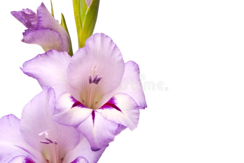 Beautiful Gladiolus