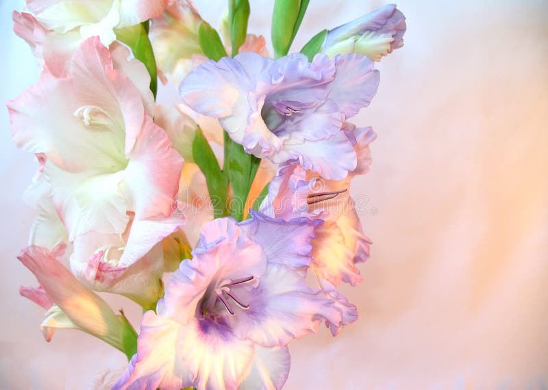 Beautiful gladioluses