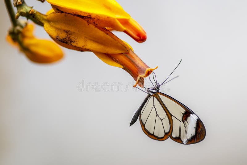 Beautiful Glasswing Butterfly Greta oto in a summer garden on a orange flower. In the amazone rainforest in South America.