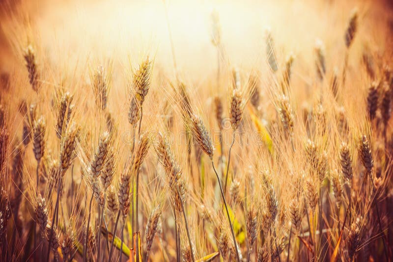 Beautiful Golden ears of wheat on Cereal field in sunset light background, close up. Agriculture farm