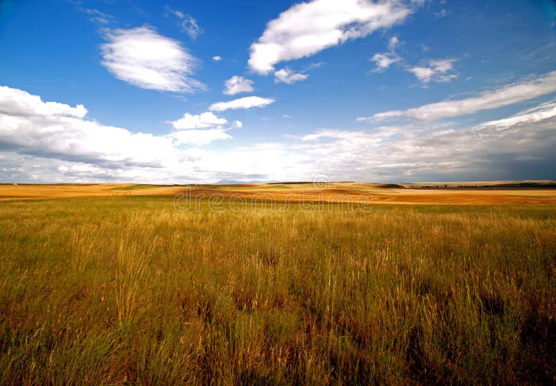 Beautiful Golden Field