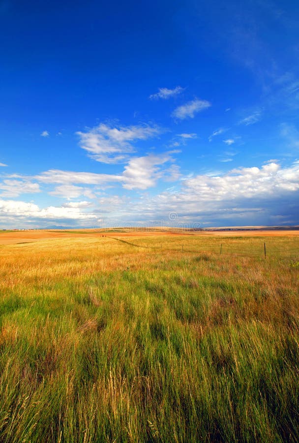 Beautiful Golden Field with Blue Sky