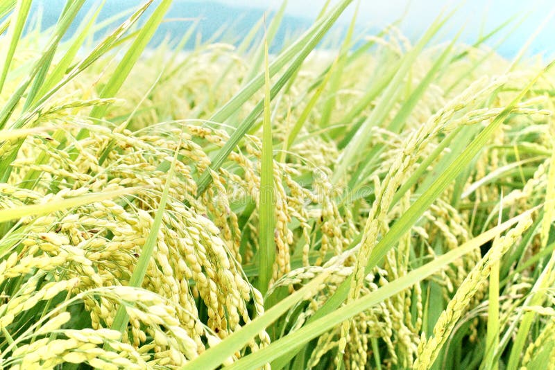 Tổng hợp 500 mẫu background of golden rice hoàn hảo cho bữa ăn của bạn