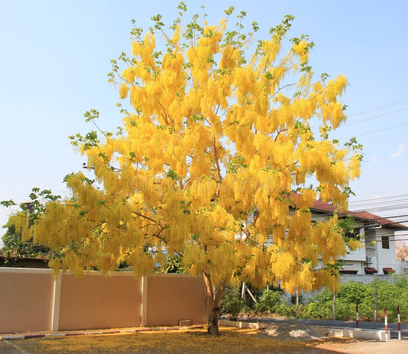 Beautiful Golden Shower Tree with Yellow Background Stock Photo Image