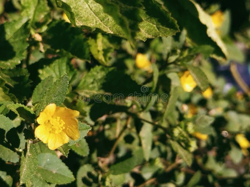 Beautiful Golden Yellow Flower Bush Stock Photo Image of tree, leaf