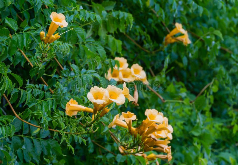 Beautiful golden yellow trumpet vine Campsis radicans Flava in blossom on green leaves background. Beautiful flowers in city park