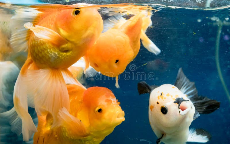 Beautiful Goldfish Swimming in the Fish Tank Stock Image Image of life, bowl 186546835