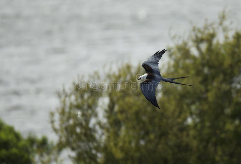 Swallow tailed kite flying in Florida