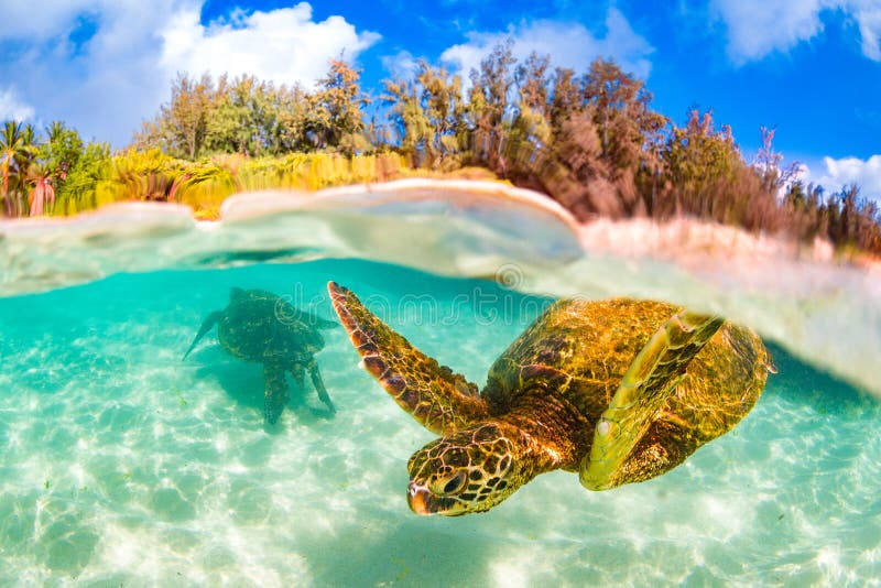A Hawaiian Green Sea Turtle in the Pacific Ocean in Hawaii. A beautiful and graceful Hawaiian green sea turtle cruising in Hawaiian waters royalty free stock photo A Hawaiian Green Sea Turtle in the Pacific Ocean in Hawaii. A beautiful and graceful Hawaiian green sea turtle cruising in Hawaiian waters royalty free stock photo