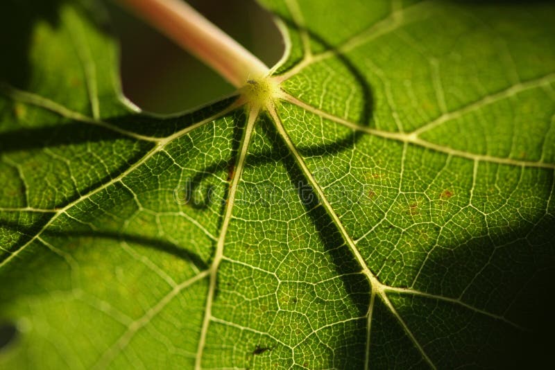 Beautiful Grape Leaf