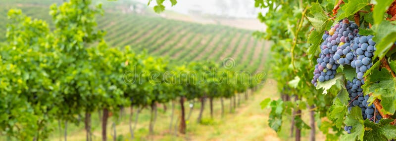 Lush Beautiful Grape Vineyard Landscape Banner royalty free stock photography