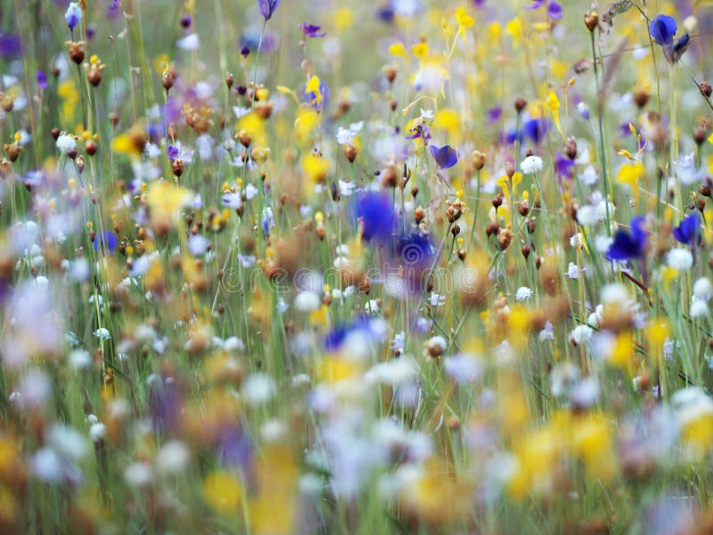 Beautiful grass flower in the field royalty free stock images Beautiful grass flower in the field royalty free stock images