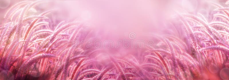 Beautiful grass flower field in soft pink background for banner,header