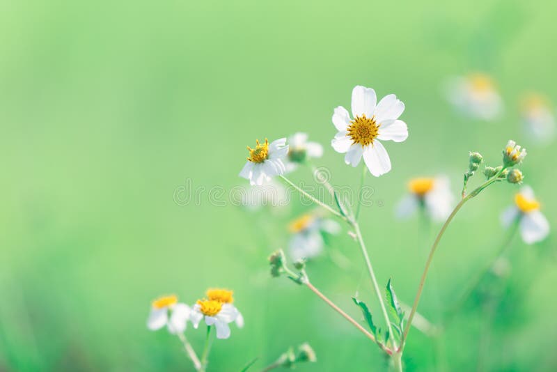 Beautiful Grass Flower Nature Green with Blur Background Stock Photo -  Image of flora, beauty: 112597724