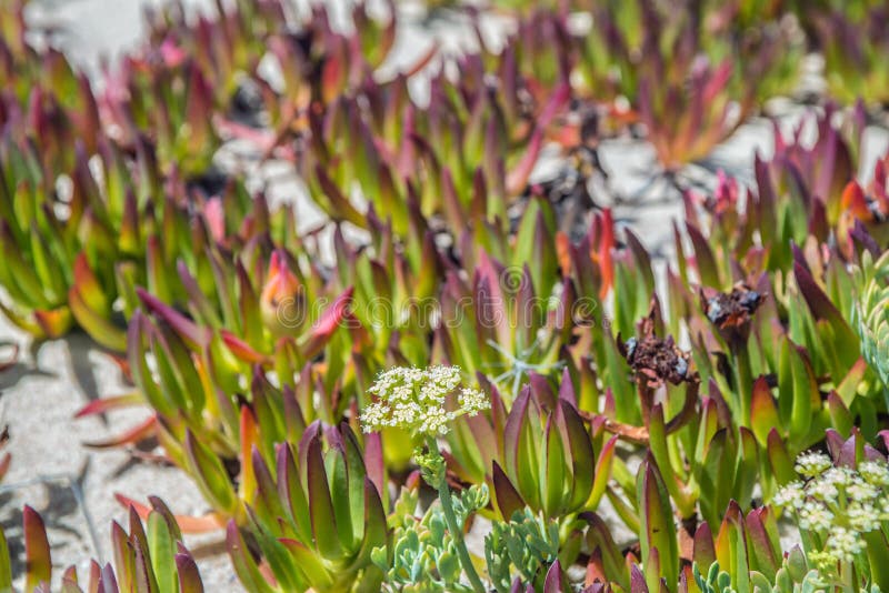 Beautiful grass on the shore of the Atlantic Ocean