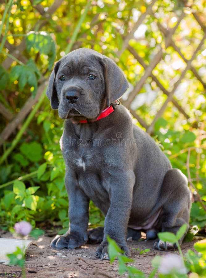 Gray Great Dane dog puppy outdoor