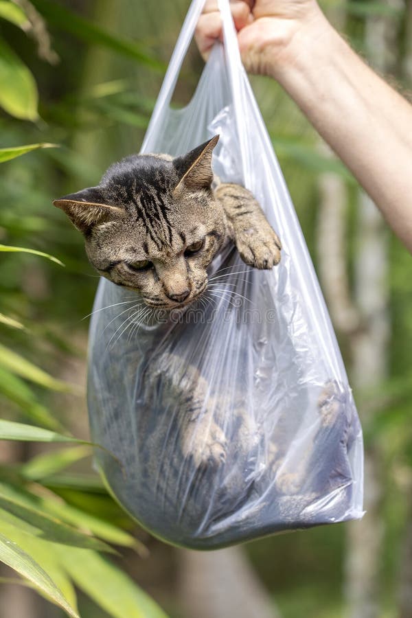 Beautiful Gray Tabby Cat is Inside a Plastic Bag, Close Up Stock Image
