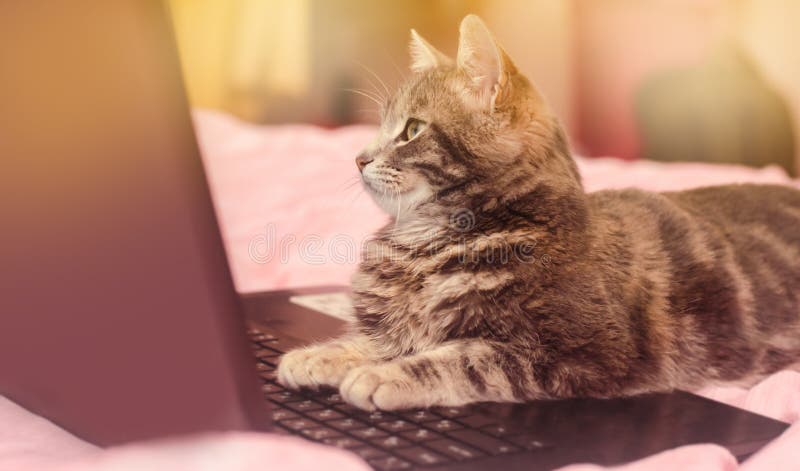 Beautiful gray tabby cat is lying with a laptop. Funny pet. Pink background. Selective focus stock photo Beautiful gray tabby cat is lying with a laptop. Funny pet. Pink background. Selective focus stock photo