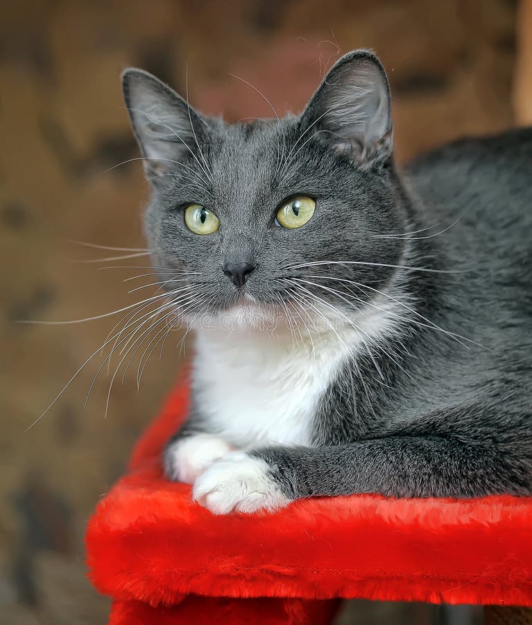 grey cat white chest