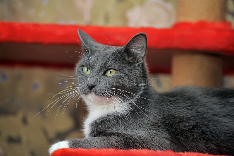 grey cat white chest