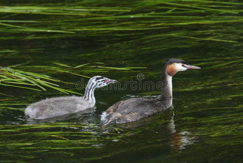 A beautiful Great crested Grebe, Podiceps cristatus, and its cute baby swimming in a fast flowing river. royalty free stock photo A beautiful Great crested Grebe, Podiceps cristatus, and its cute baby swimming in a fast flowing river. royalty free stock photo