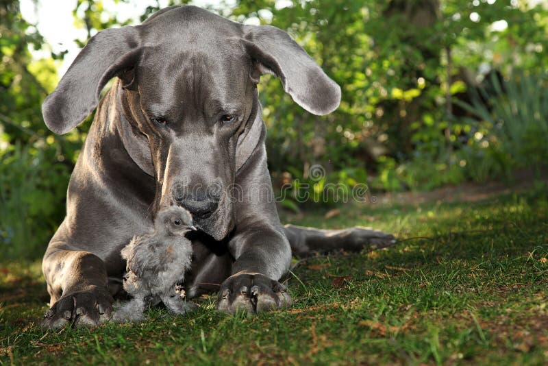 Beautiful Great Dane dog with gray chick