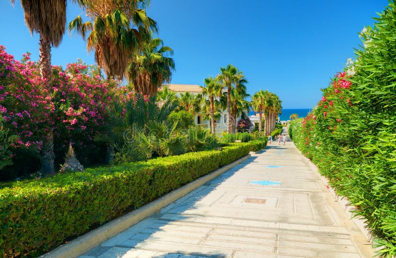 Beautiful Greek hotel road pathway to sea beach for tourists among red white rose colorful flowers and green palms. Greece islands stock images Beautiful Greek hotel road pathway to sea beach for tourists among red white rose colorful flowers and green palms. Greece islands stock images